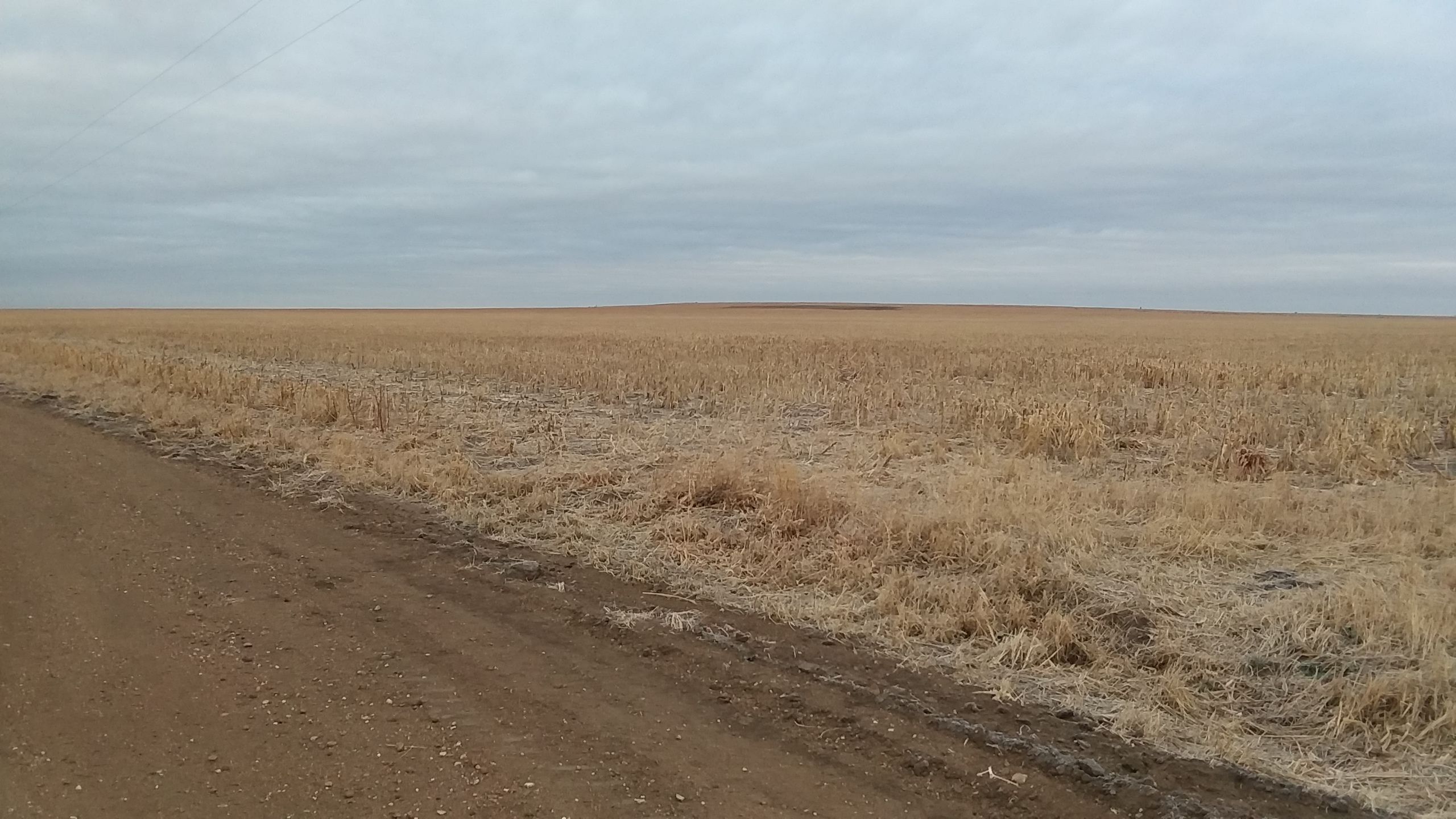 Item 19 in *SOLD* Auction: 800 +/- Acres Ness County, KS gallery