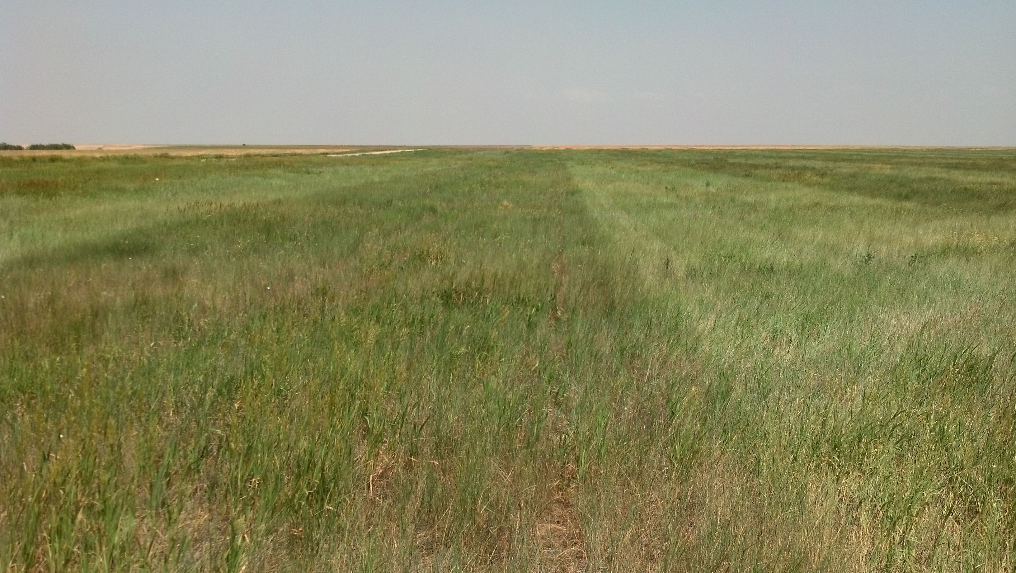 Item 17 in Auction: 160+/- Acres Ness Co. KS gallery