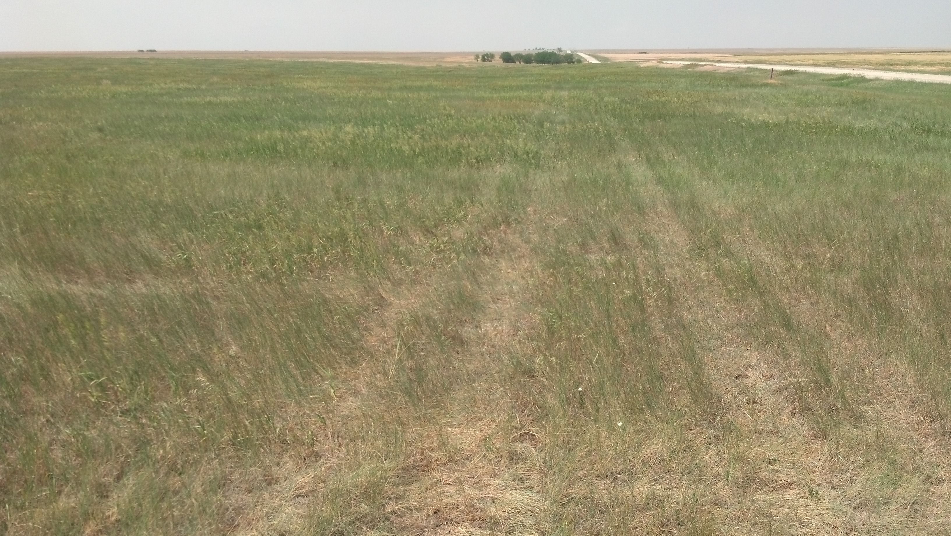 Item 8 in Auction: 160+/- Acres Ness Co. KS gallery