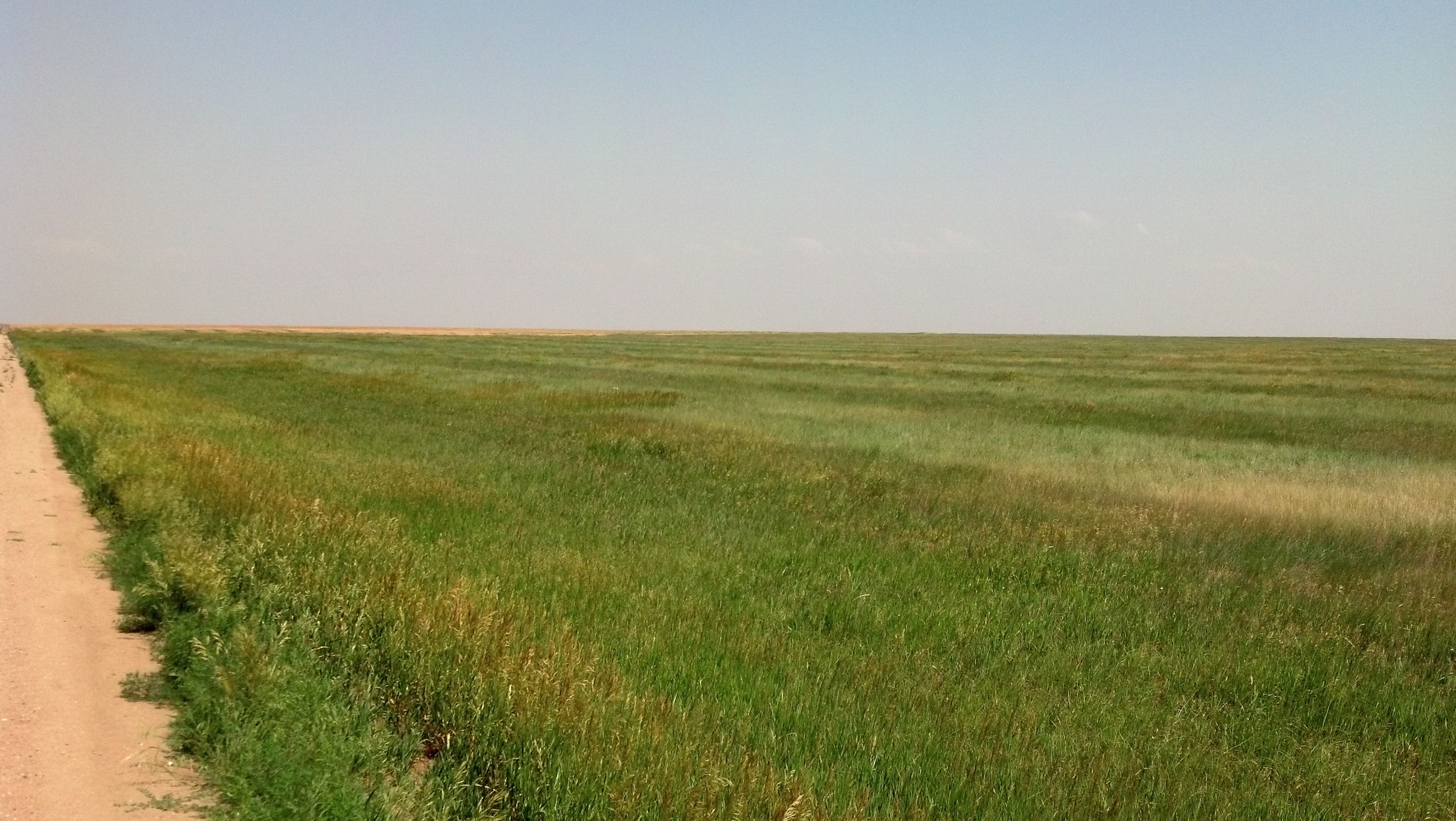 Item 4 in SOLD!! 160+/- Acres Ness Co. KS gallery