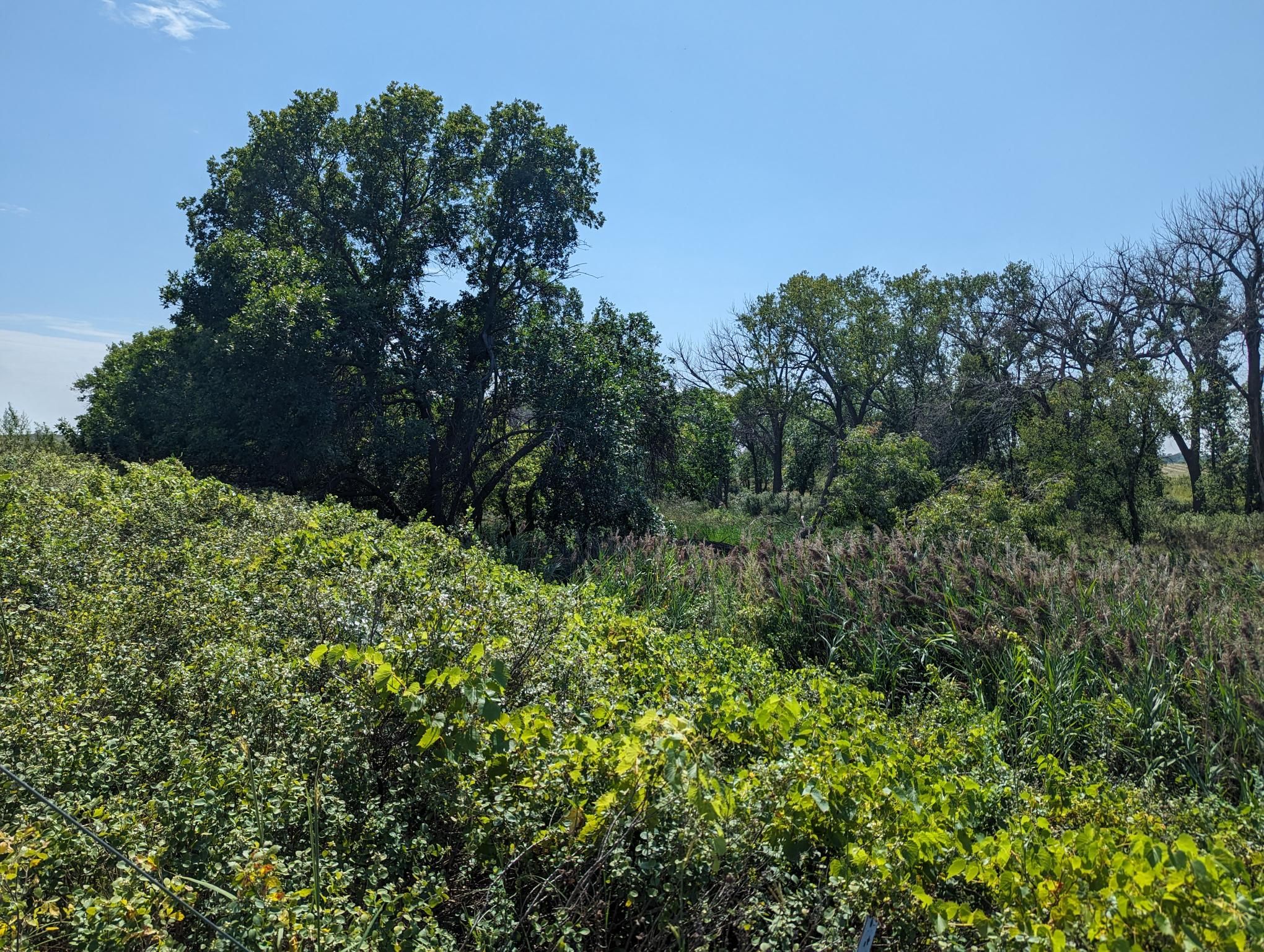 Item 1 in *Auction Canceled SOLD PRIVATE TREATY* Auction 200 acres +/ Graham County, KS gallery