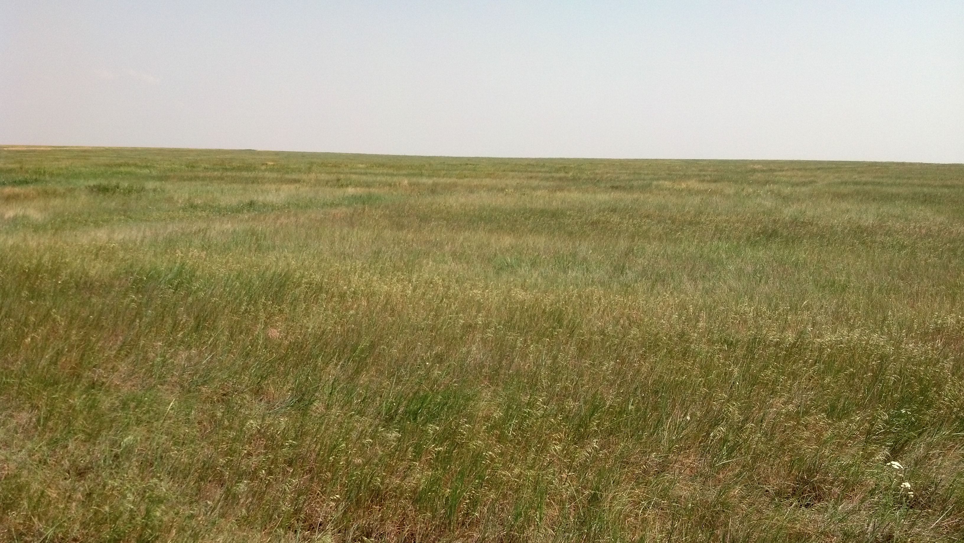Item 11 in Auction: 160+/- Acres Ness Co. KS gallery