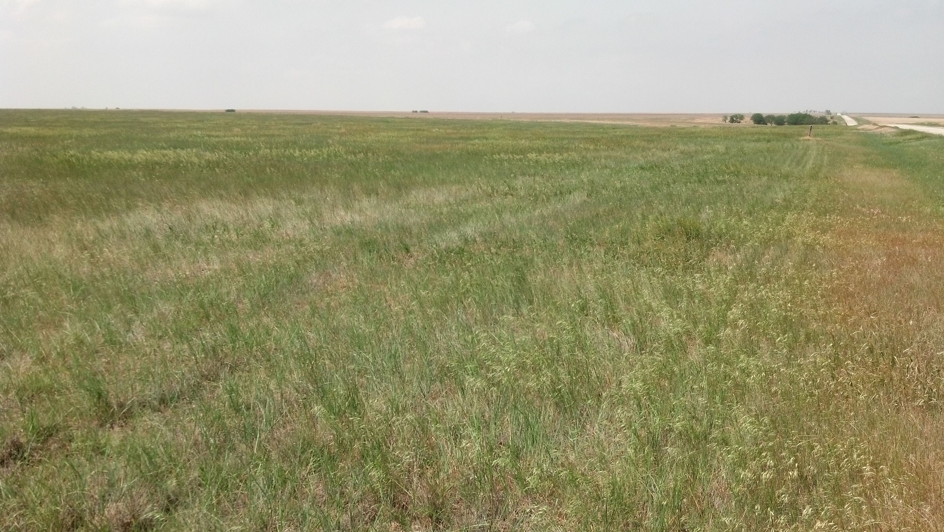 Item 7 in Auction: 160+/- Acres Ness Co. KS gallery