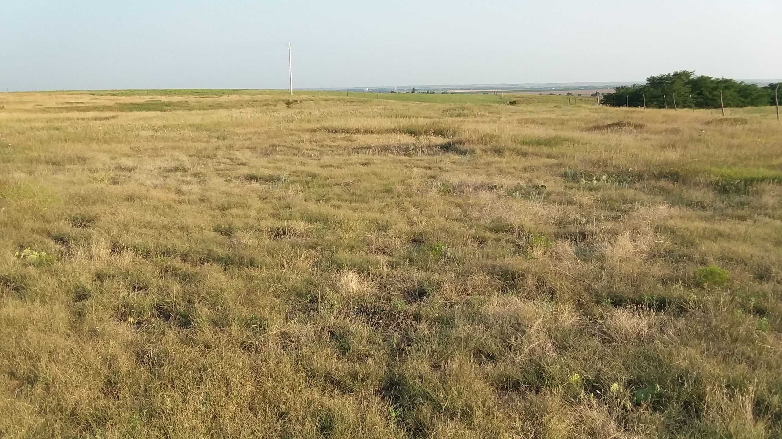 Item 4 in SOLD!! 160 +/ Acres Ellis County, Kansas gallery