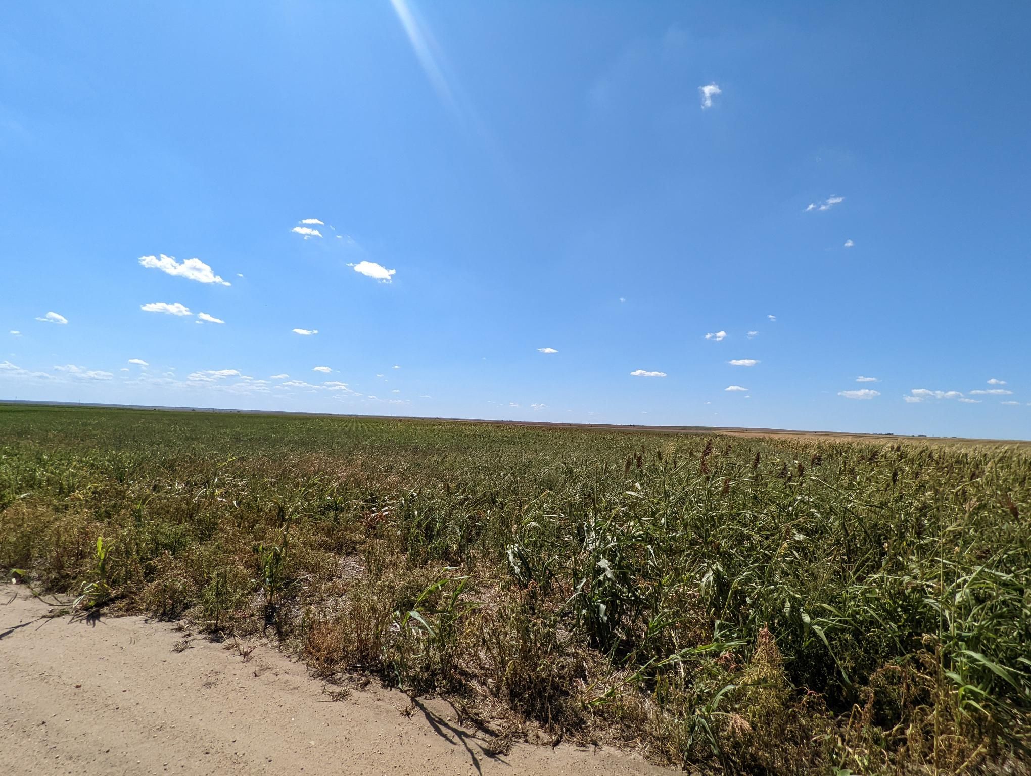 Item 3 in **SOLD** Auction 260 +/ Acres Ellis County, Kansas gallery