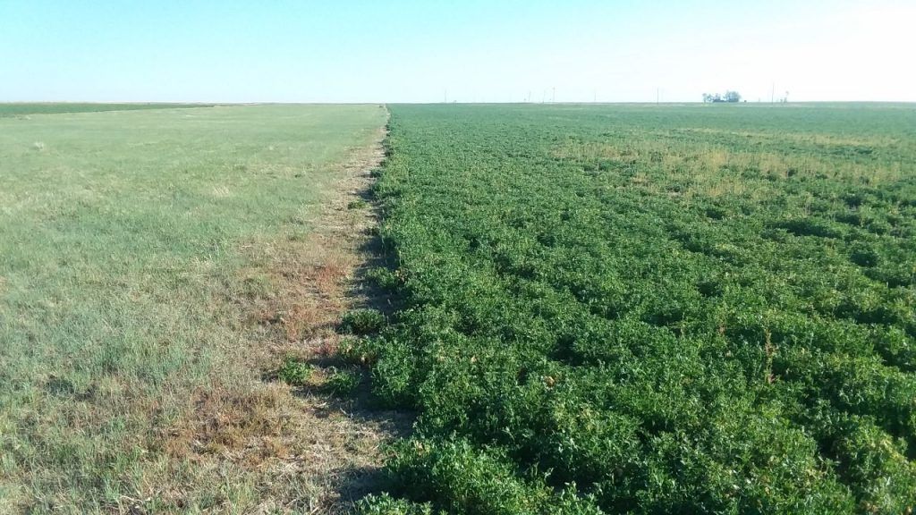 Item 5 in 75 +/ Acres, Rush Co., KS gallery