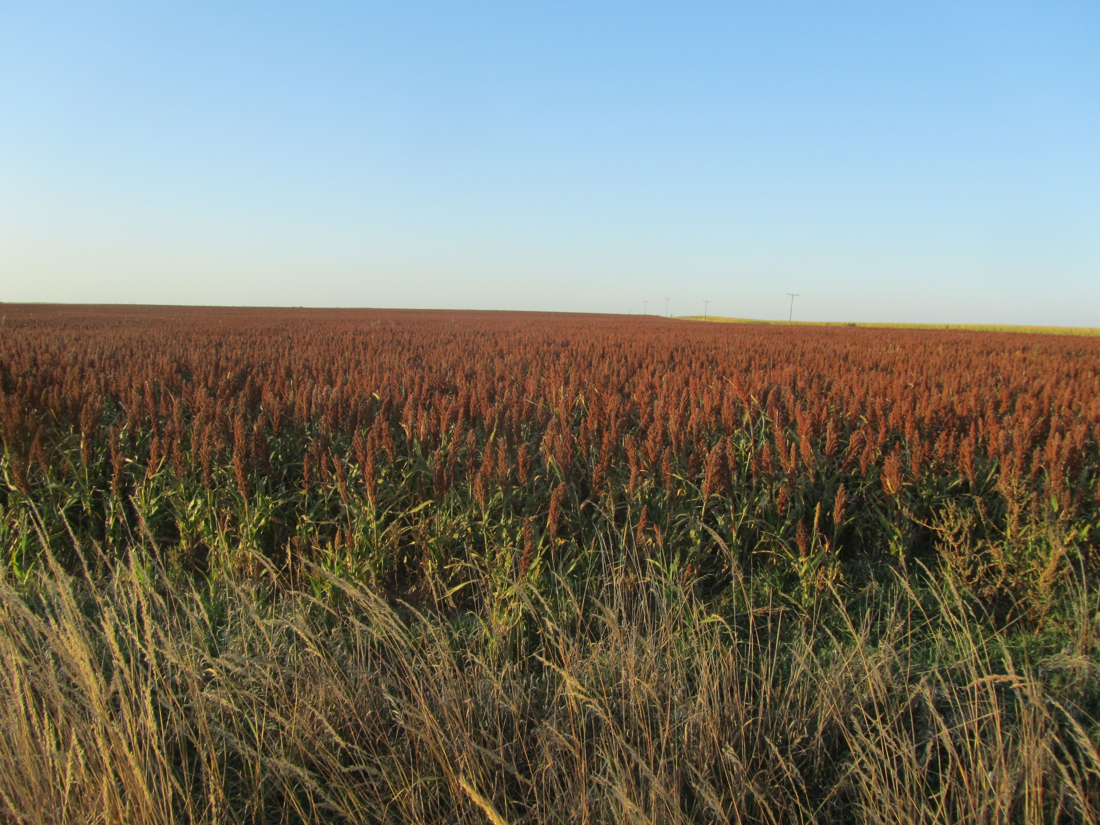 Item 3 in SOLD!!! Auction: 328 acres More or Less Rush County, KS gallery